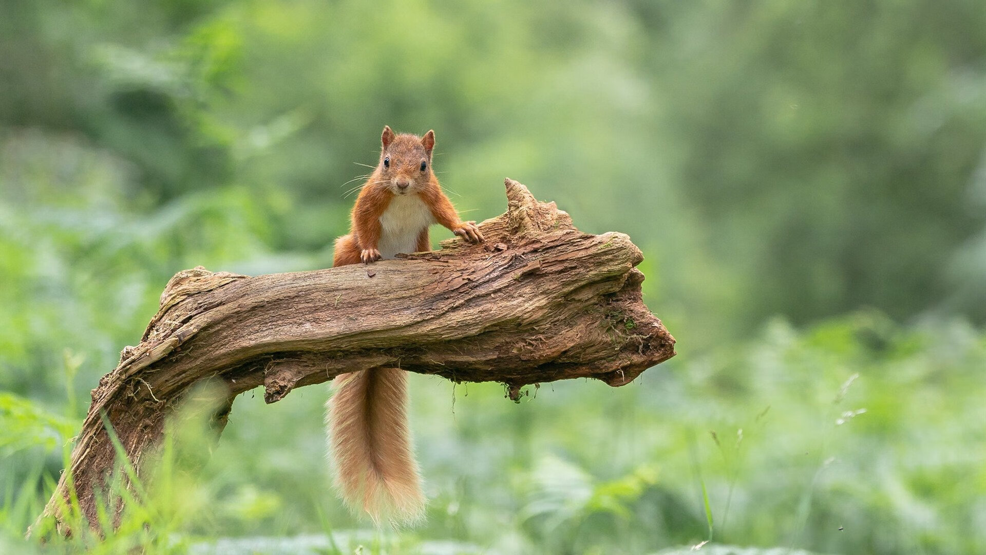 中立代表队B接力表现彰显团队精神